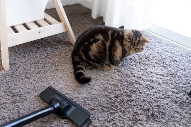 Elektrikli süpürge kedi düştü temizlik Kedi tüyü yayılmış