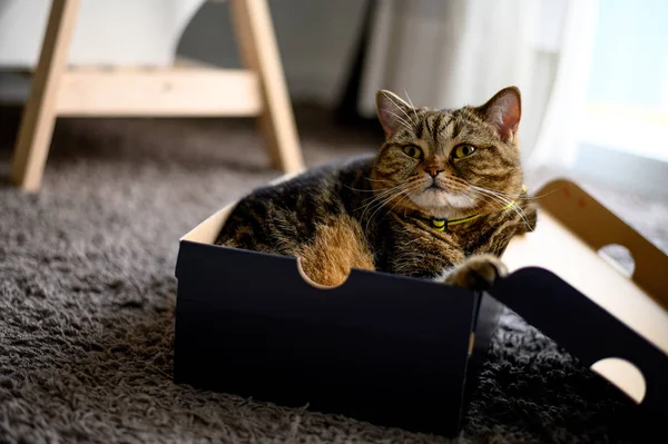 Kot śpi w tekturowym pudełku kot leży w pudełku PET będzie — Zdjęcie stockowe