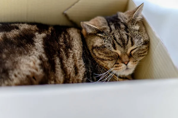 cat sleep cardboard box with a cat Funny cat fills