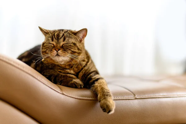 Gato feliz durmiendo Mirando el espacio de copia. Banner gato lindo littl — Foto de Stock