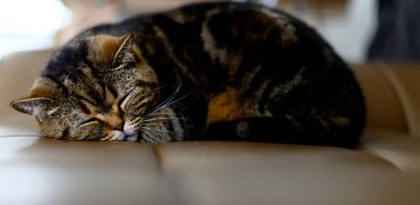 Hong Kong manzarası gecesi Victoria Harbor