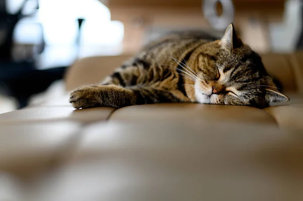 Gato relaxante gato dorme em seu gato macio sonho perfeito — Fotografia de Stock