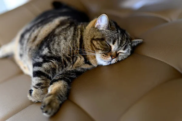 Gato relaxante gato dorme em seu gato macio sonho perfeito — Fotografia de Stock