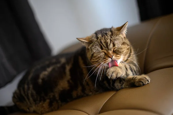 고양이 고양이 밖으로 그녀의 입술 혀를 다스 — 스톡 사진