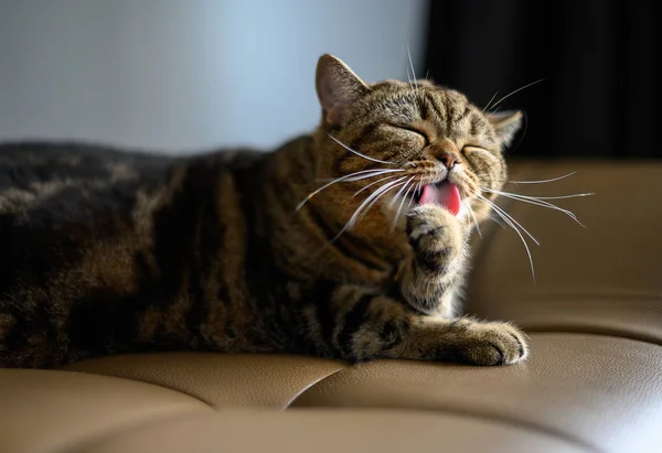 Gato batendo seus lábios língua para fora gato — Fotografia de Stock