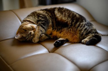 Sevimli küçük uyuyor kedi Sleeping içinde Sofa rüyalar üzerinde bir klasik Brit