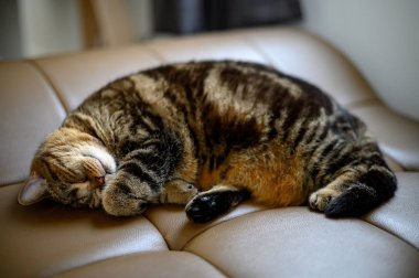 Sevimli küçük uyuyor kedi Sleeping içinde Sofa rüyalar üzerinde bir klasik Brit