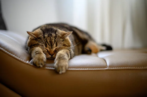 Cute little sleeps cat sleeping in sofa dreams on a classic Brit