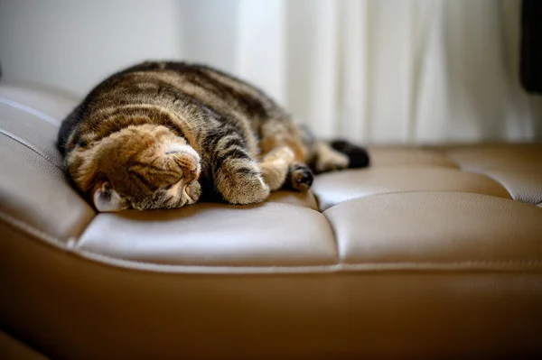 Lindo poco duerme gato durmiendo en sofá sueños en un clásico británico — Foto de Stock