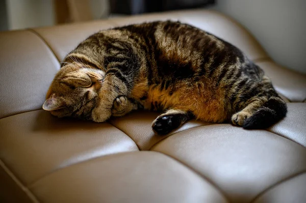 Bonito pouco dorme gato dormindo no sofá sonhos no um clássico britânico — Fotografia de Stock