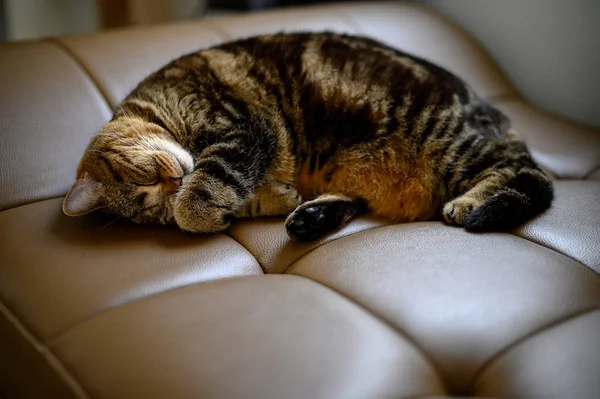 Lindo poco duerme gato durmiendo en sofá sueños en un clásico británico — Foto de Stock