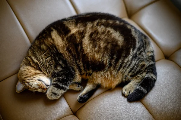 Süße kleine schlafende Katze schläft in Sofa-Träumen auf einem klassischen Briten — Stockfoto