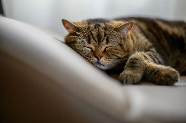 Lindo gato pequeño durmiendo gato durmiendo en sus sueños — Foto de Stock