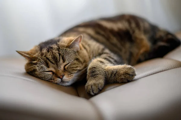 Lindo gato pequeño durmiendo gato durmiendo en sus sueños — Foto de Stock