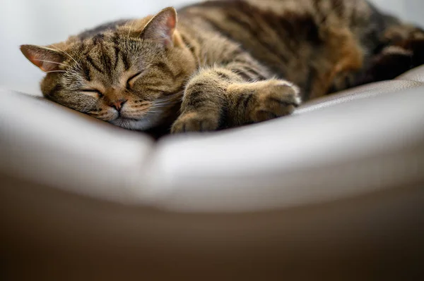 Lindo gato pequeño durmiendo gato durmiendo en sus sueños — Foto de Stock