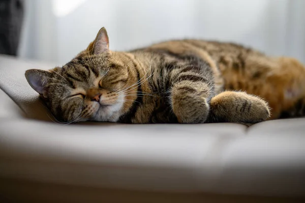 Gato bonito pouco dormindo gato dormindo em seus sonhos — Fotografia de Stock