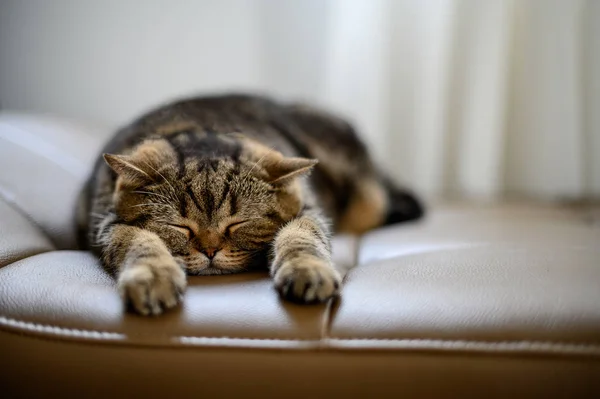 Gato bonito pouco vermelho gatinho dorme dormindo gato — Fotografia de Stock