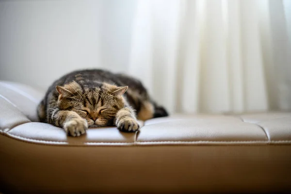 Gato bonito pouco vermelho gatinho dorme dormindo gato — Fotografia de Stock