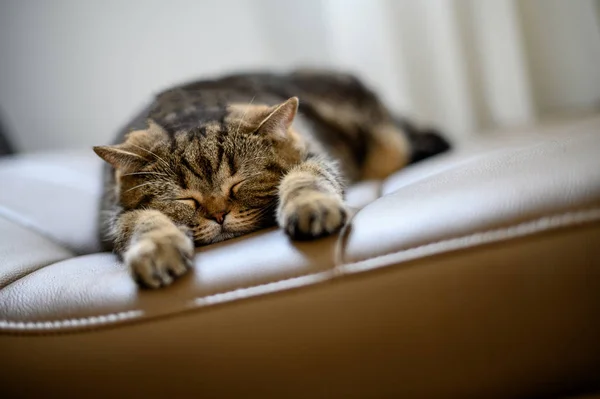 Gato lindo poco rojo gatito duerme durmiendo gato — Foto de Stock