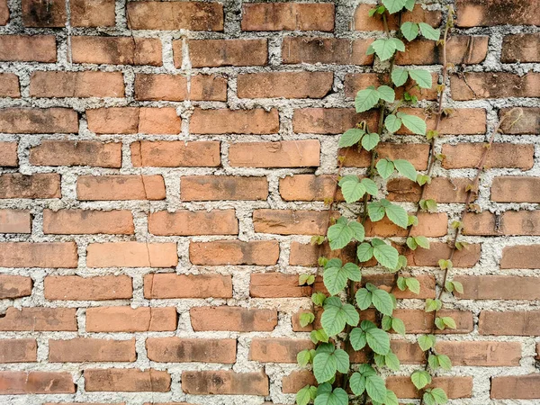 배경 사용을위한 오렌지 벽돌 벽 — 스톡 사진