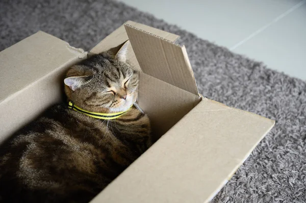 beautiful  Funny cat in box on wooden background