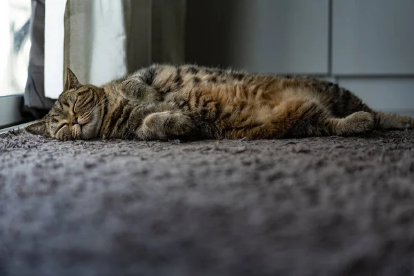 동물 아름다운 아기 고양이 수면 편안한 애완 동물 담요에 휴식 — 스톡 사진