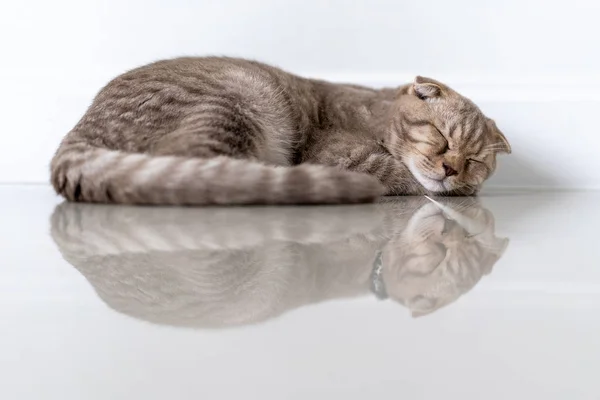 고양이 귀여운 수면 침대 휴식 애완 동물 작은 수면 에 홈 새끼 고양이 고양이 fu — 스톡 사진