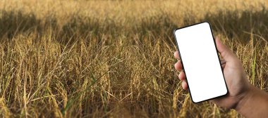 Tarım Teknolojisi Konsepti Tarım Alanında Tablet Kullanan Agronomist bir rapor okudu