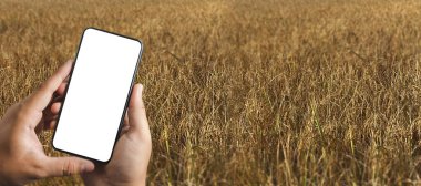 Tarım Teknolojisi Konsepti Tarım Alanında Tablet Kullanan Agronomist bir rapor okudu