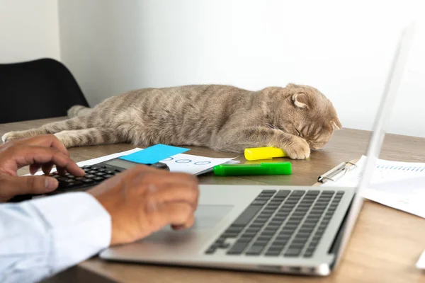 Hombre Gato Trabajo Desde Hogar Concepto Estudio Distancia Hogar Trabajo — Foto de Stock