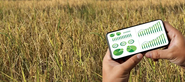 Rolnictwo Technologia Koncepcja Człowiek Agronomist Korzystanie Tabletu Dziedzinie Rolnictwa Przeczytać — Zdjęcie stockowe