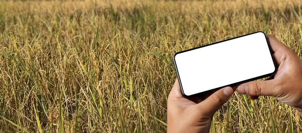 Agriculture technology concept man Agronomist Using a Tablet in an Agriculture Field read a report