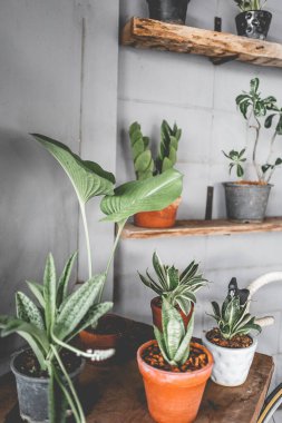 Koyu renklerde bir çatı katı düzeni çeşitli kahvenin açık alan iç görünümü