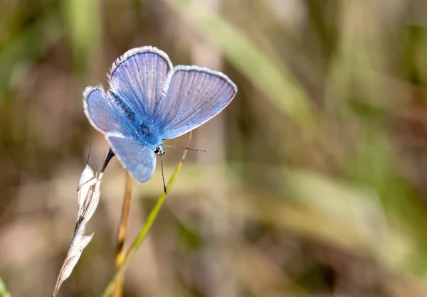 Een Schoonheid Het Blauw — Stockfoto