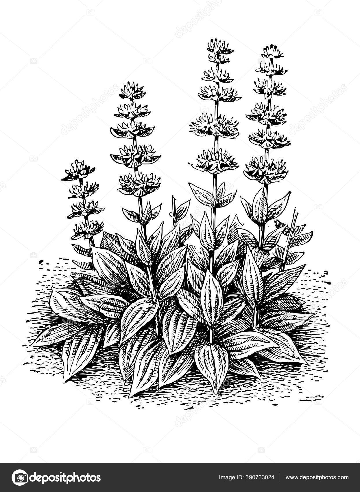 Bunga Semak Gentian Dan Meninggalkan Latar Belakang Yang Terisolasi Tanaman Stok Vektor C Vd Ele 390733024