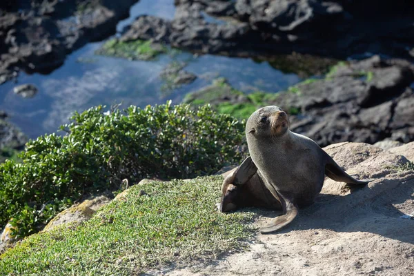 封印新西兰莫拉基岛Katiki Point灯塔的岩石上摆姿势的海狮 — 图库照片