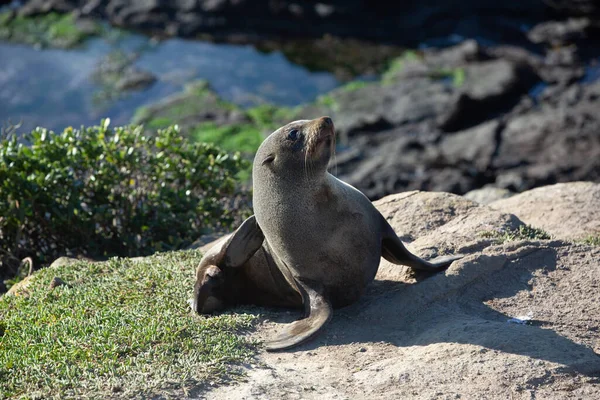 Seal Sea Lion Posing Rock Katiki Point Lighthouse Moeraki South — Stock Photo, Image