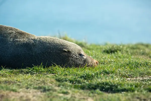 Sluit Zeeleeuw Poseren Een Rots Bij Katiki Point Lighthouse Moeraki — Stockfoto