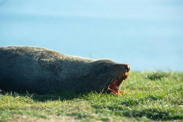 Sluit Zeeleeuw Poseren Een Rots Bij Katiki Point Lighthouse Moeraki — Stockfoto