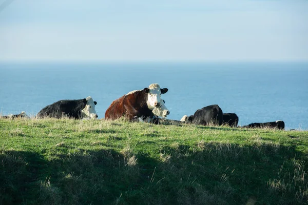 Neuseeländische Kuh Oder Angus Auf Einer Wiese Mit Meer Hintergrund — Stockfoto