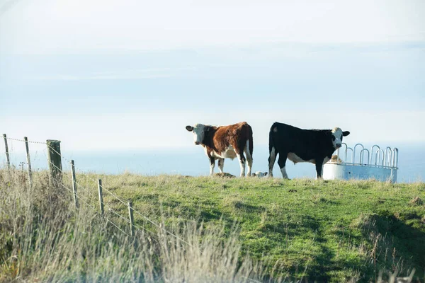 Neuseeländische Kuh Oder Angus Auf Einer Wiese Mit Meer Hintergrund — Stockfoto