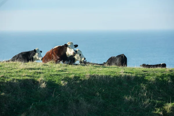 Neuseeländische Kuh Oder Angus Auf Einer Wiese Mit Meer Hintergrund — Stockfoto