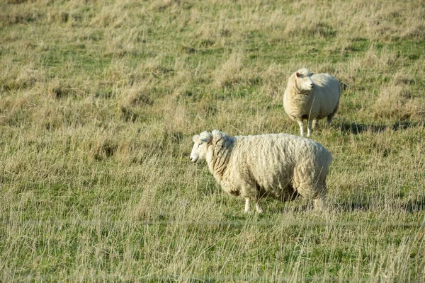 Gemeinsame Ansicht Neuseeland Hügel Mit Grünem Gras Bedeckt Mit Schafen — Stockfoto