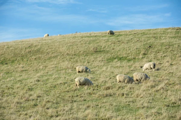 Common View New Zealand Hills Covered Green Grass Sheep Stock Picture