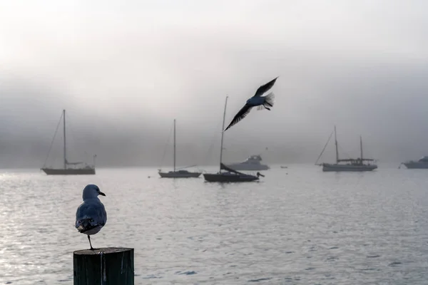 Silhouette Seagull Seeing Sea Surround Mist Background Akarou Harbor Canterbury — Stock Photo, Image
