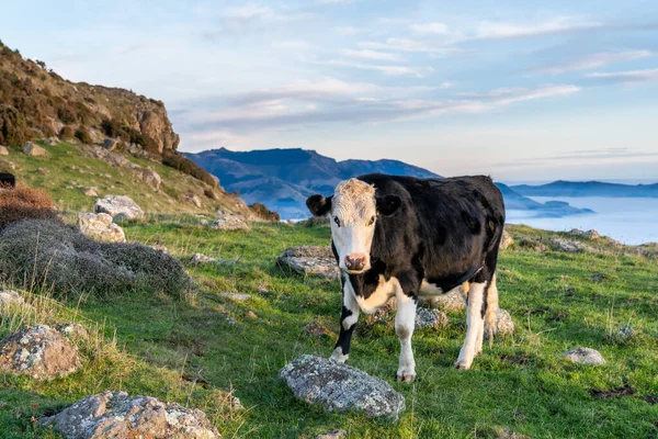 Die Kuh Weidet Oben Auf Der Bank Peninsula Canterbury Neuseeland — Stockfoto