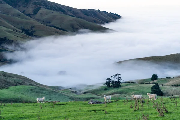 Ovelha Está Pastando Topo Península Bank Canterbury Nova Zelândia — Fotografia de Stock