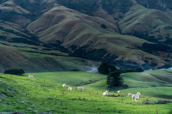 Koyun Yeni Zelanda Nın Canterbury Yarımadasının Tepesinde Otluyor — Stok fotoğraf