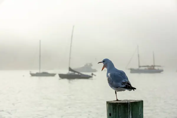 Silhouette Seagull Seeing Sea Surround Mist Background Akarou Harbor Canterbury — Stock Photo, Image