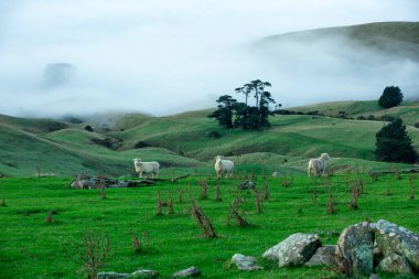 Koyun, Yeni Zelanda 'nın Canterbury yarımadasının tepesinde otluyor..